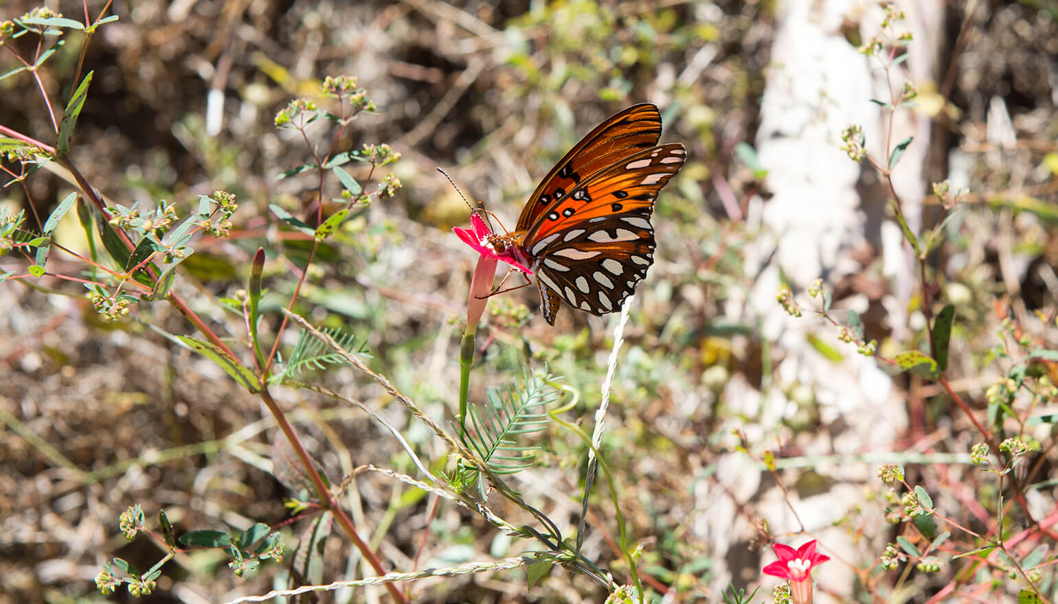 Butterfly in bushes