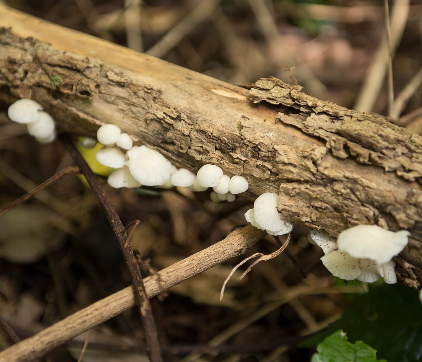 fungi on branch