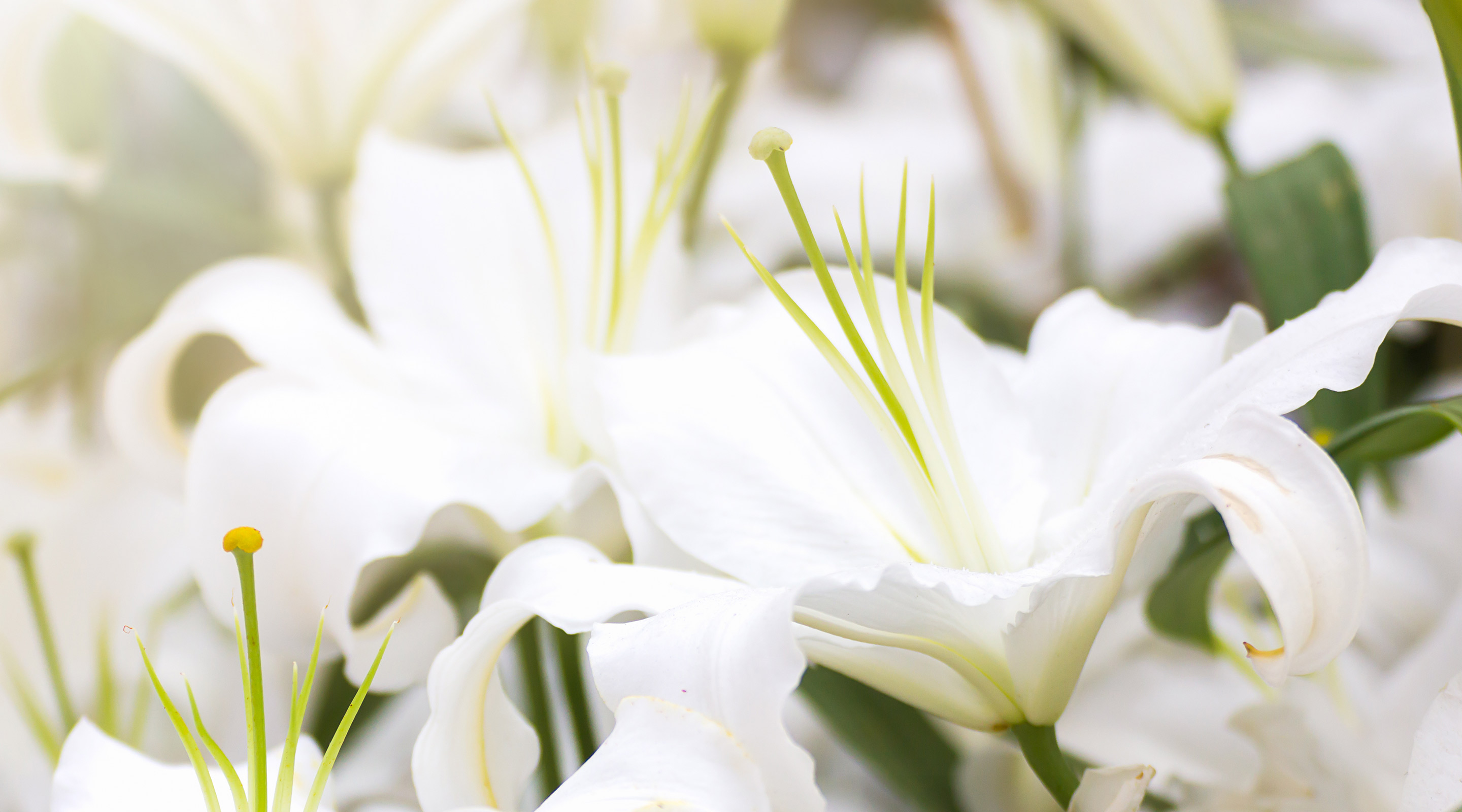 Easter Lillies